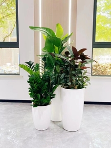 专业绿植出租，宁波余姚的绿色空间缔造者